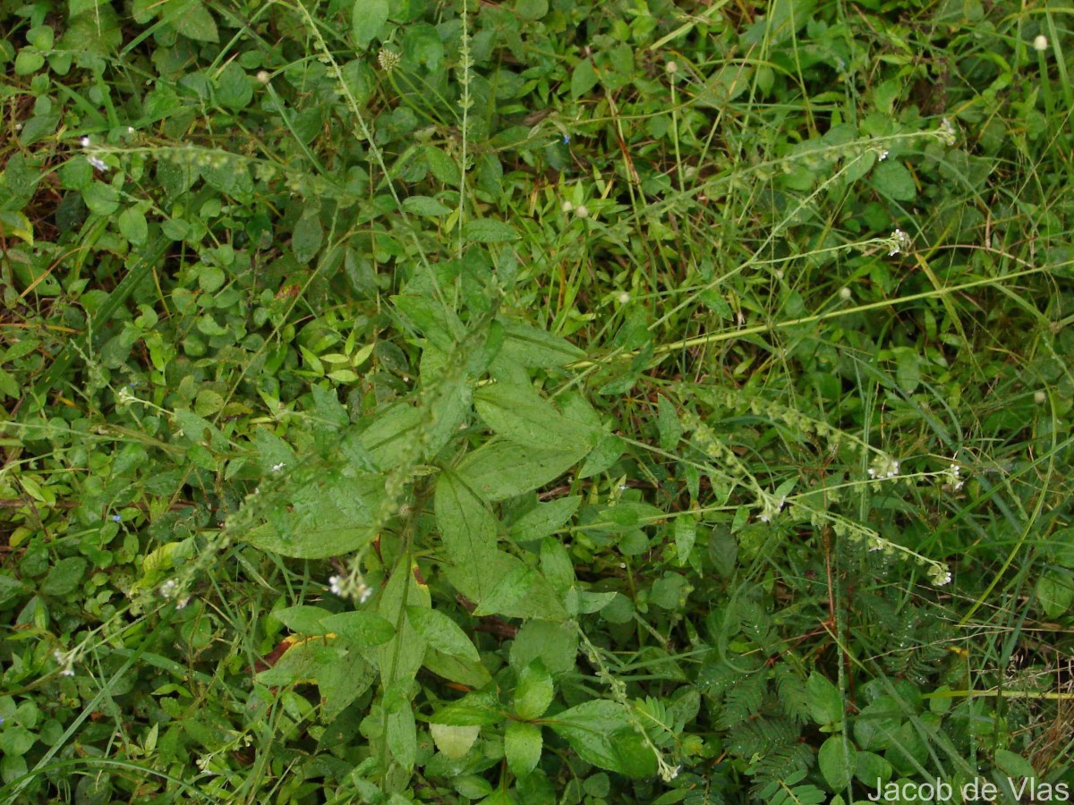 Cynoglossum zeylanicum (Sw. ex Lehm.) Thunb. ex Brand